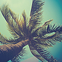 Palm trees.