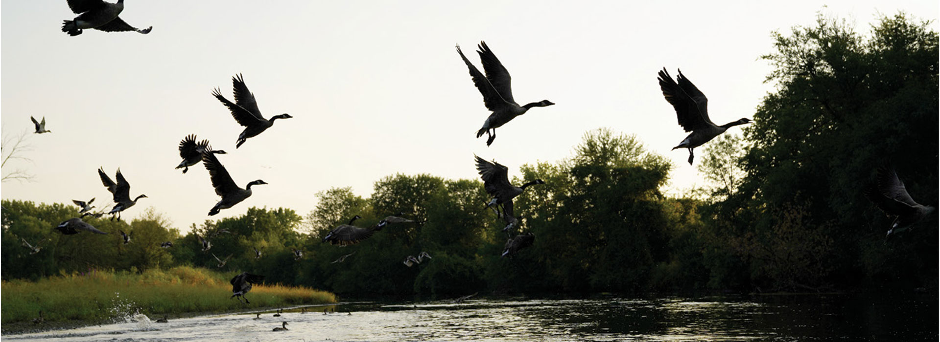 Geese in flight over a river