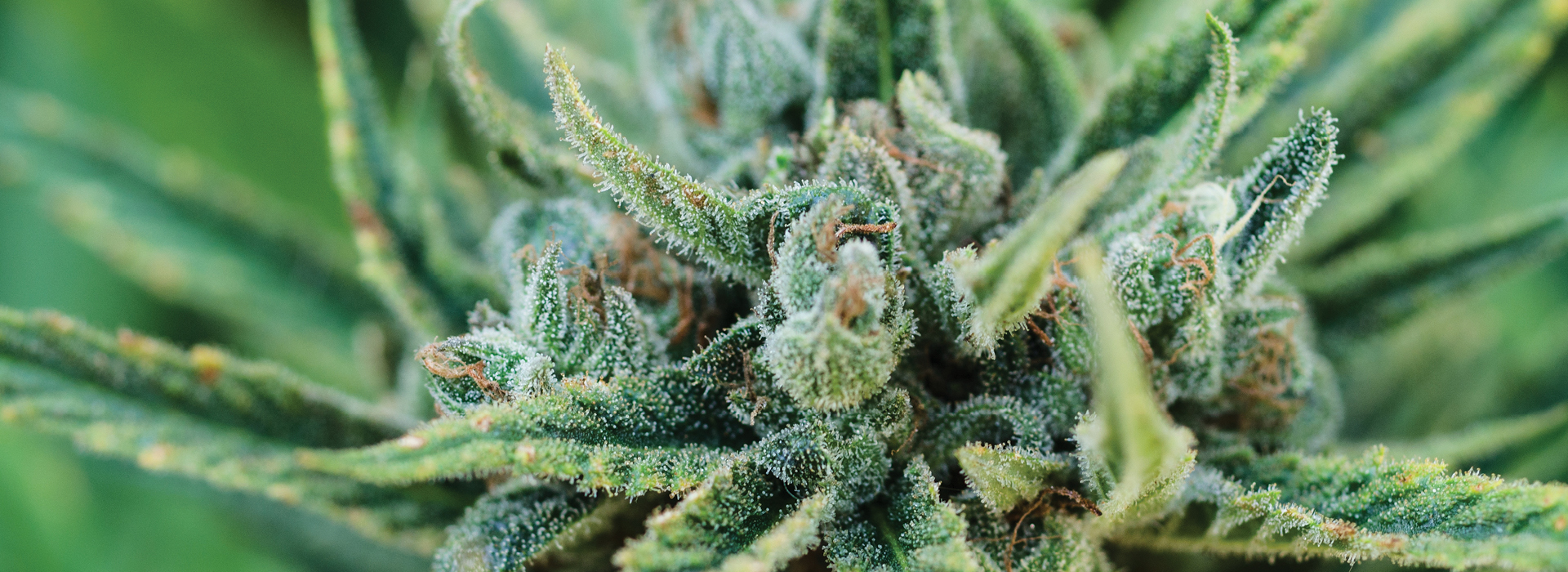 Cannabis plant 