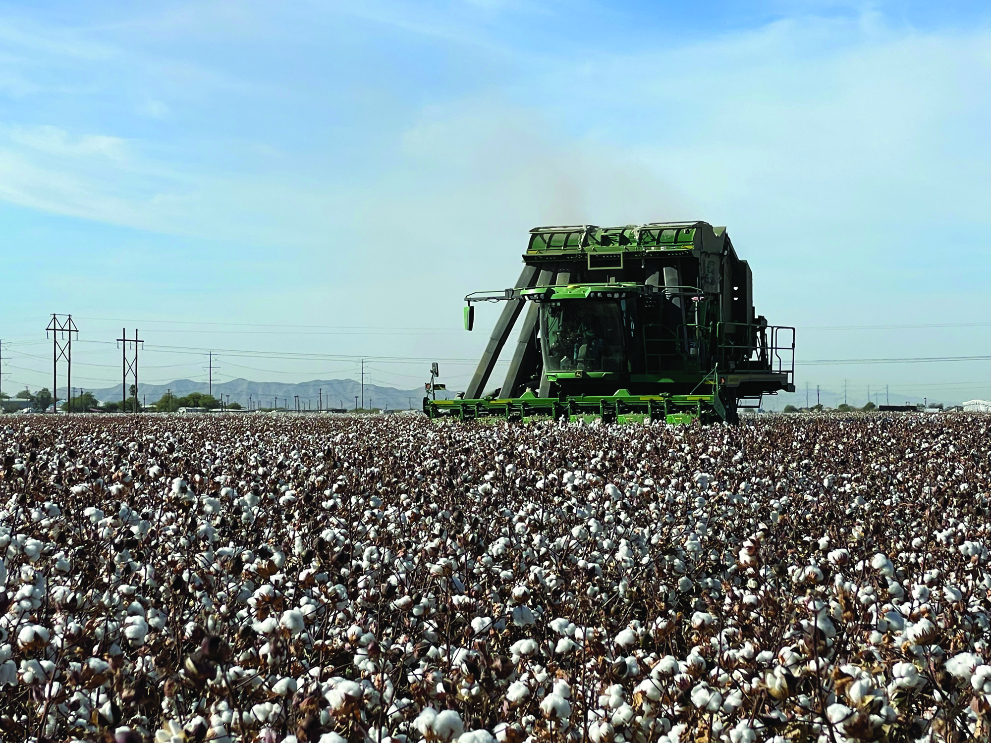 Image of cotton harvest at Caywood Farms.
