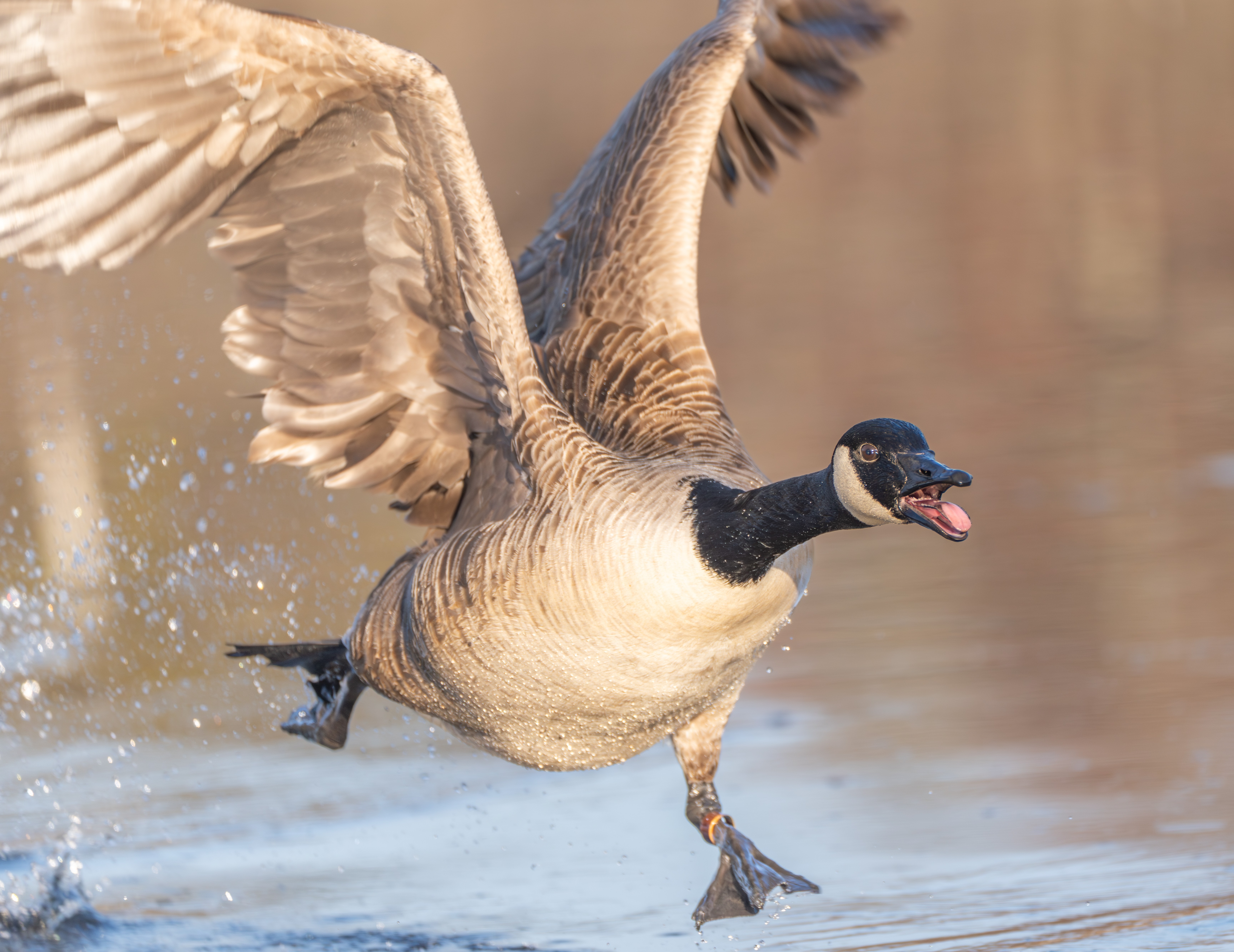Wild Goose Case: Victims of wild animal attacks can sue property owners, appeals court says