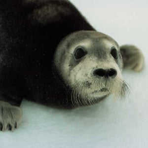 Bearded seal. 
