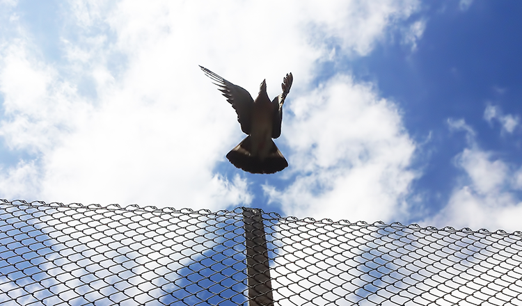 bird flying over fence