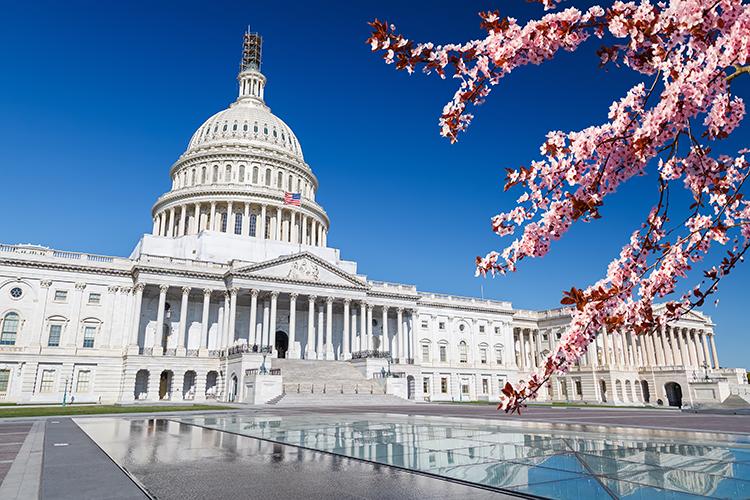 The U.S. Capitol Building with cherry blossoms in the foreground