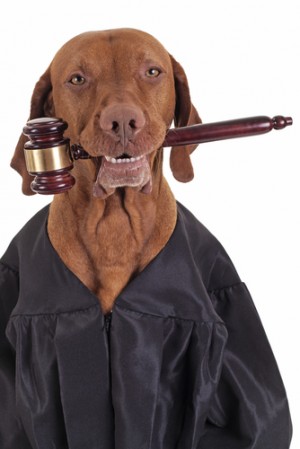 Photo_of_dog_in_judicial_robe