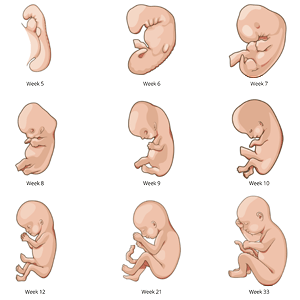 Fetal development.