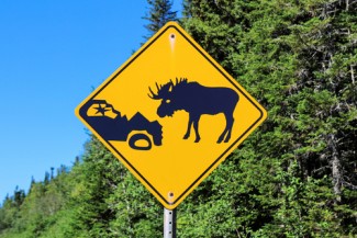 moose sign, Newfoundland