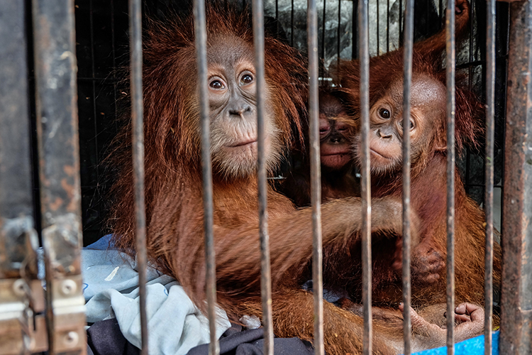 Orangutans in a cage