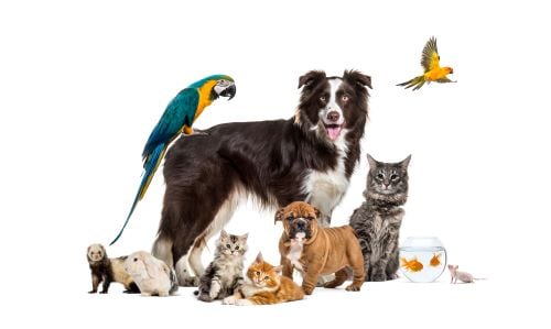 shutterstock_group of pets
